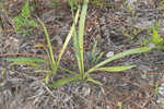 Southern rattlesnake master